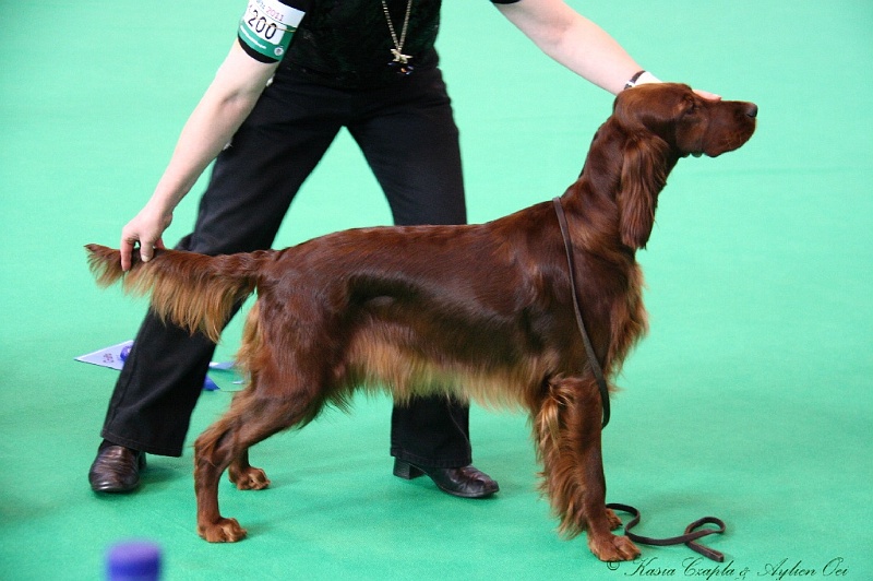 Crufts2011 158.jpg